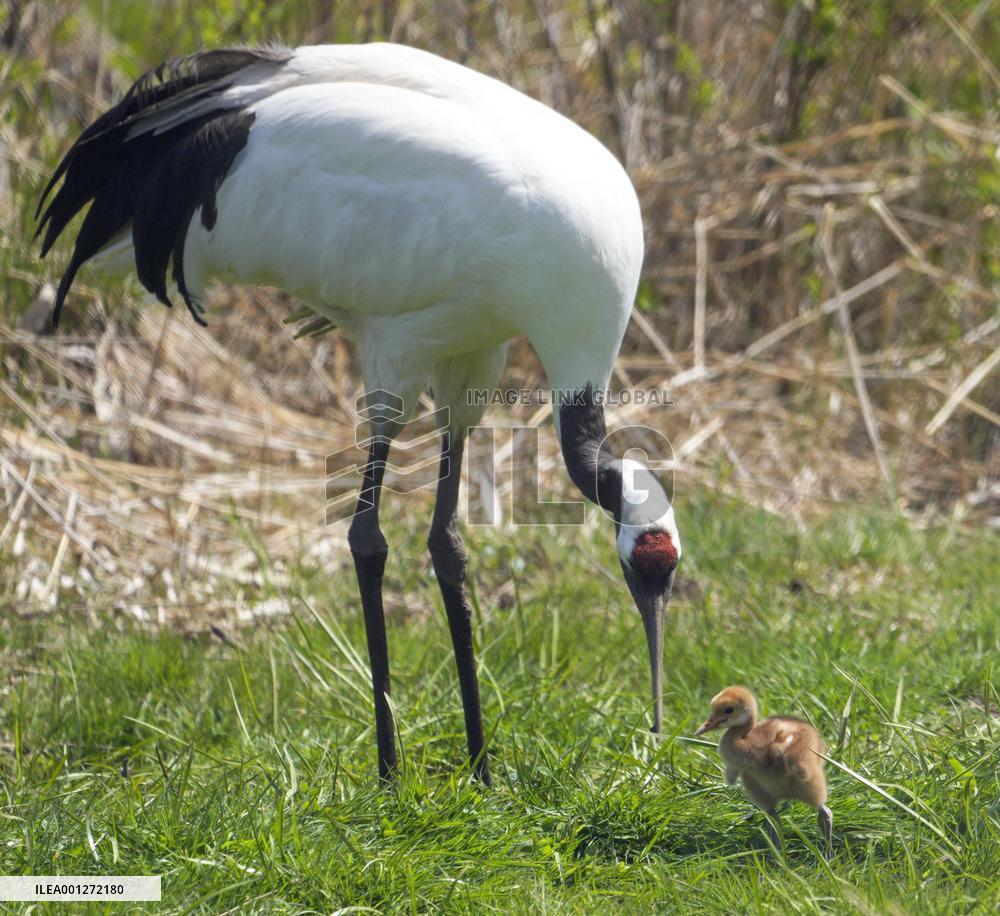 Red-crested white crane chicks