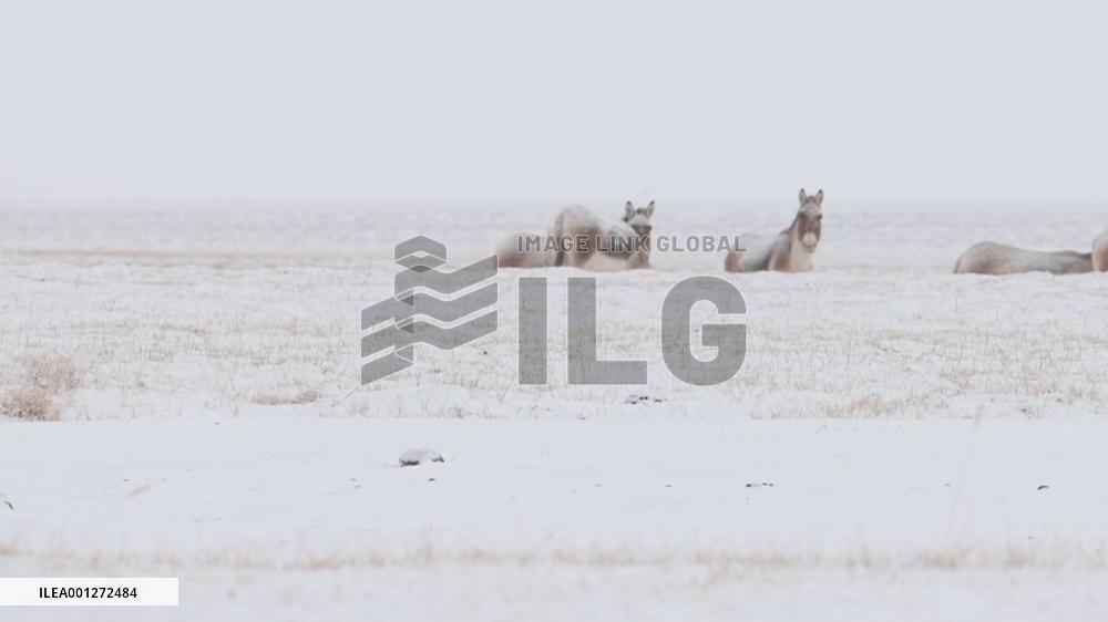 Rare animals roam free in snow in Altun Mountains, NW China
