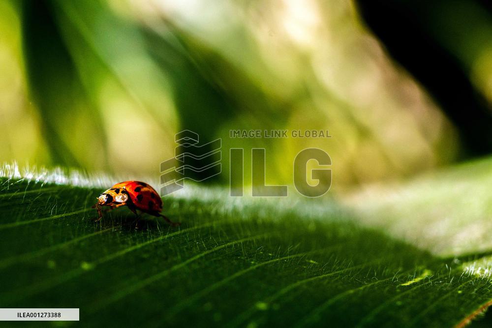 Insects - France