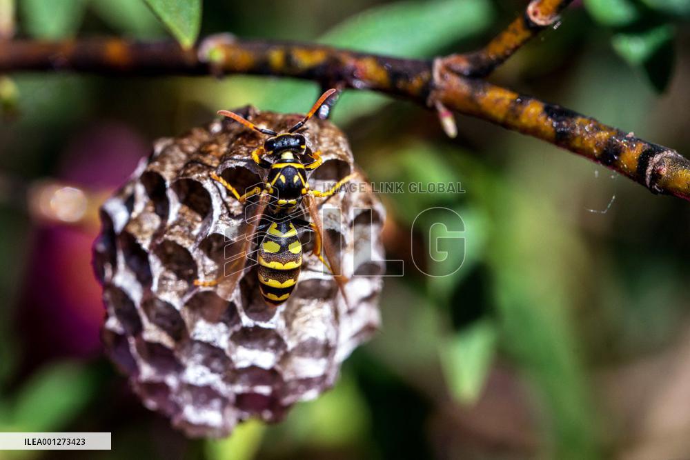 Insects - France
