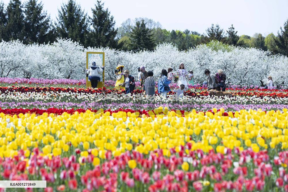 CANADA-ONTARIO-FENWICK-TULIP PICK FARM