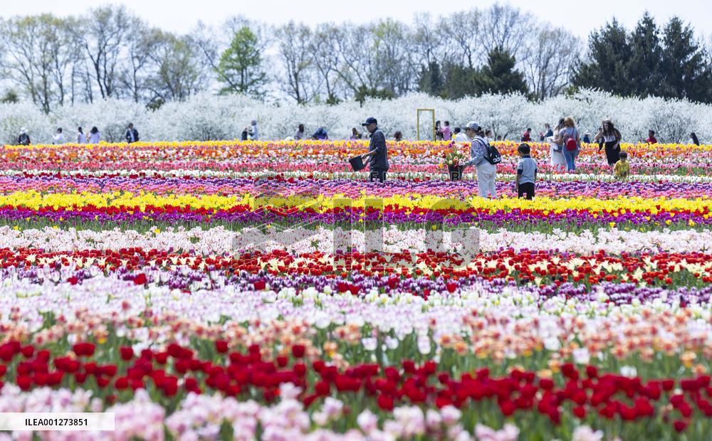 CANADA-ONTARIO-FENWICK-TULIP PICK FARM