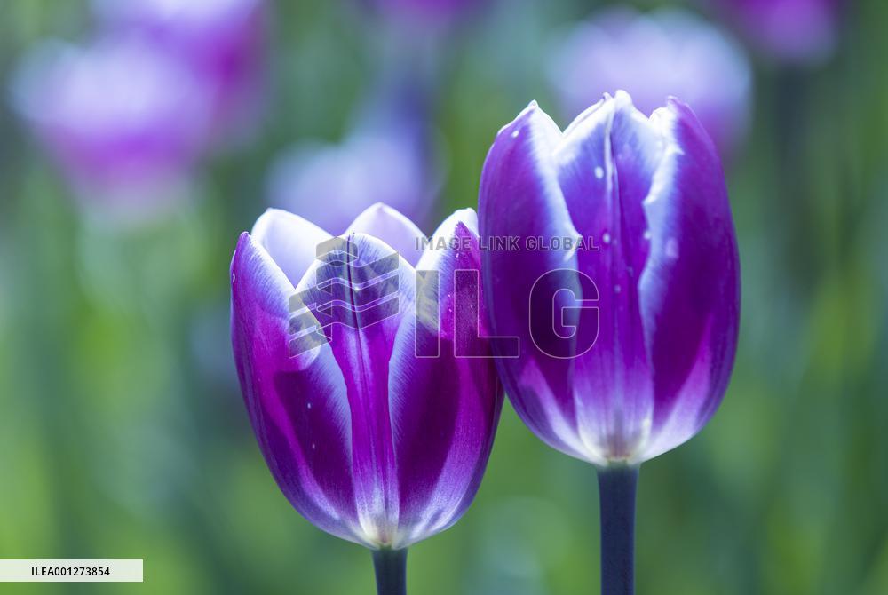 CANADA-ONTARIO-FENWICK-TULIP PICK FARM