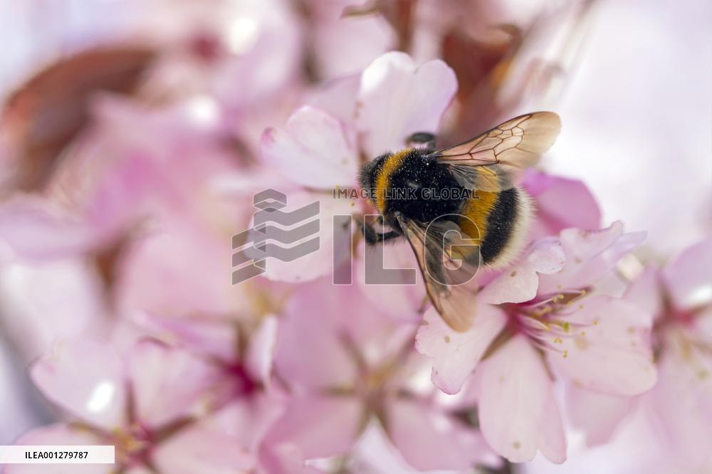Mantukimalainen (Bombus lucorum) kirsikan kukalla