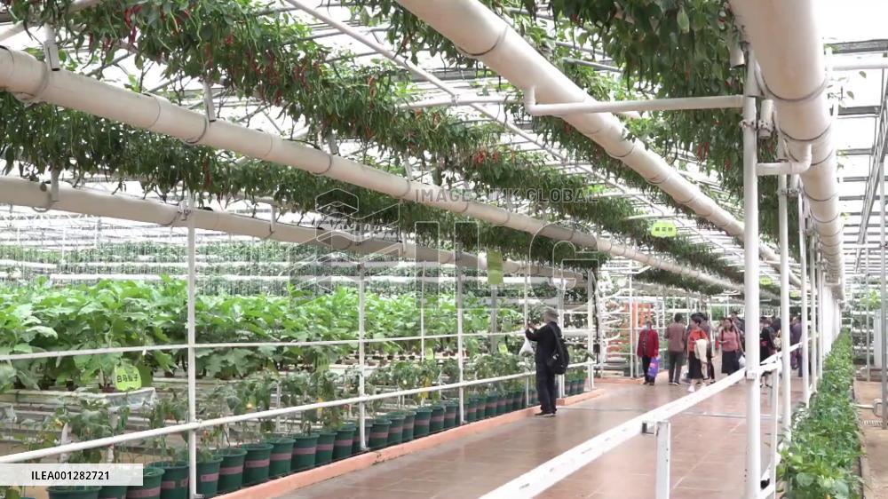 Egyptian businessman eyes cooperation at China's intl' vegetable fair