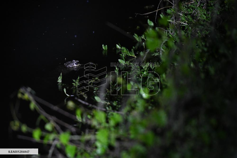 CHINA-ANHUI-HEFEI-YANGTZE ALLIGATORS-SURVEY (CN)