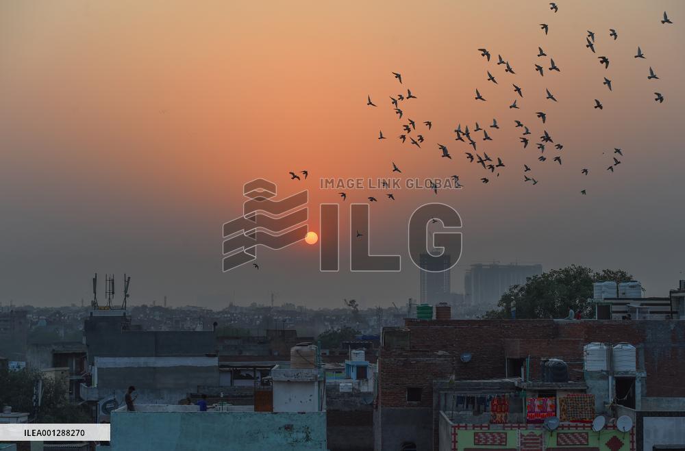 INDIA-NEW DELHI-PIGEON