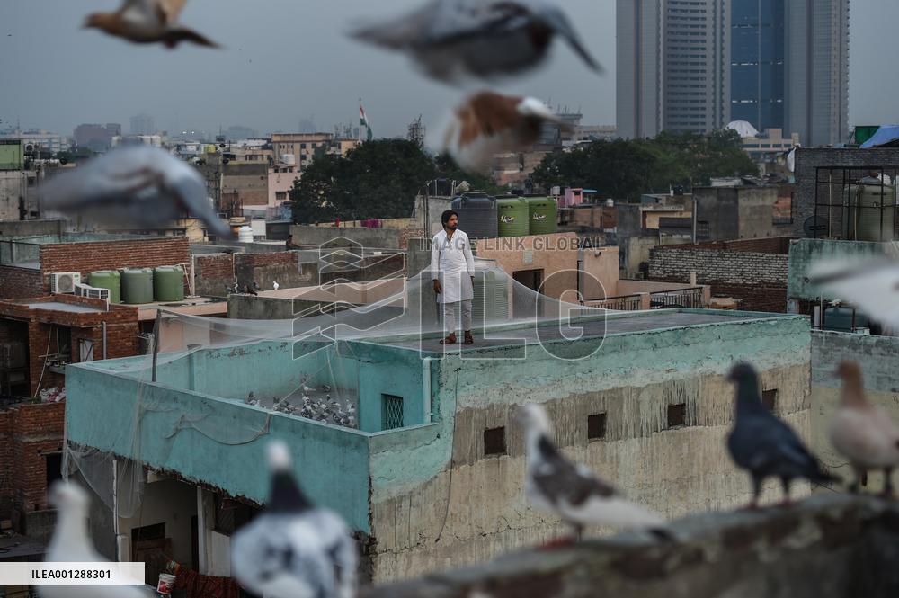 INDIA-NEW DELHI-PIGEON