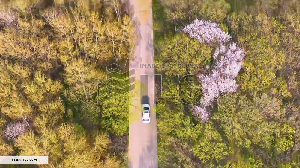 Apricot trees in blossom in China's Heilongjiang