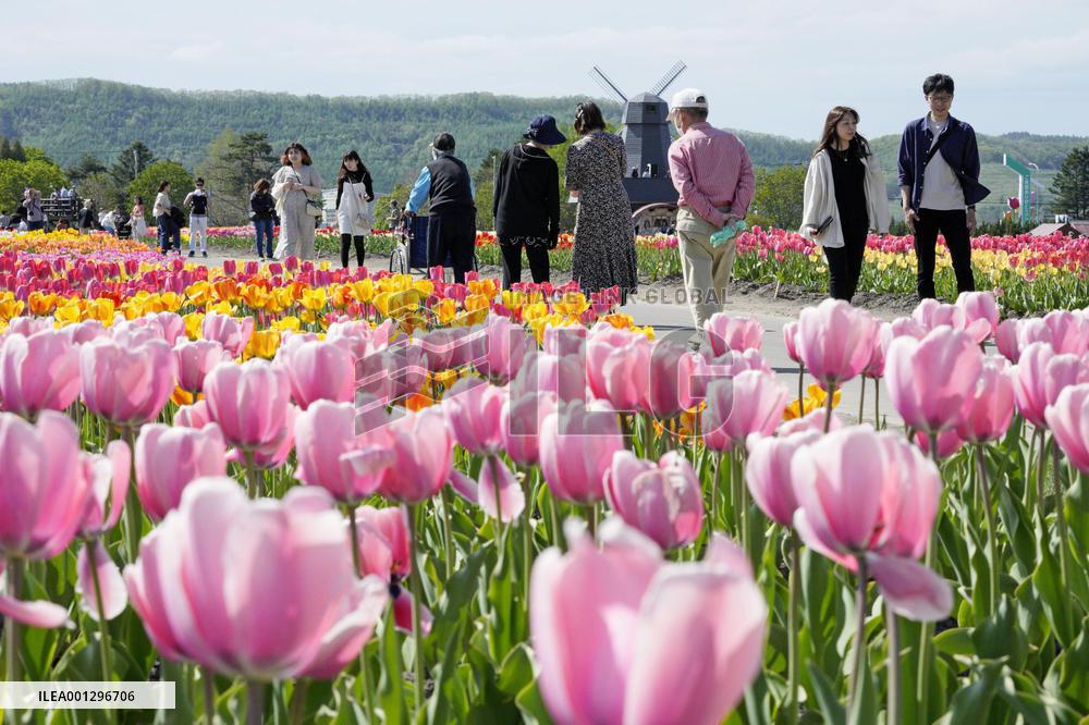 Tulip park in Hokkaido