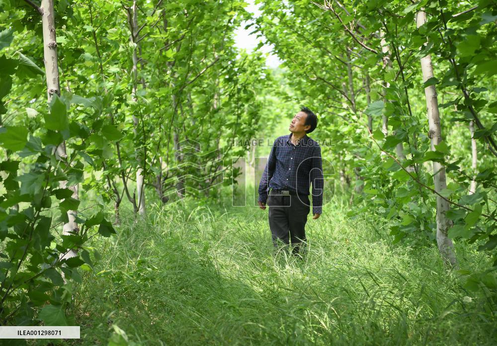 CHINA-HUBEI-FORESTRY EXPERT-PLANETREES (CN)