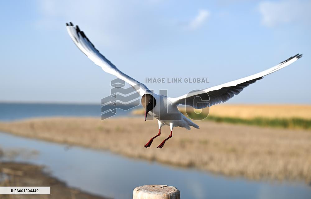 CHINA-INNER MONGOLIA-EJINA BANNER-SCENERY (CN)