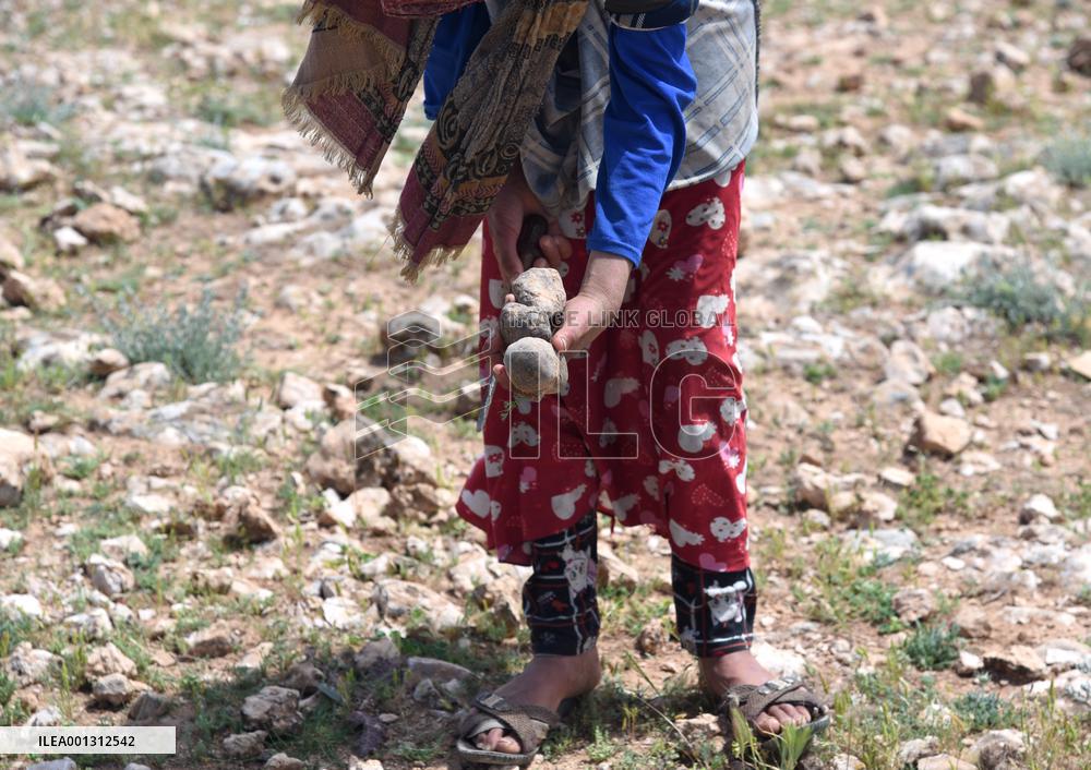 SYRIA-HAMA-TRUFFLES-HUNTERS