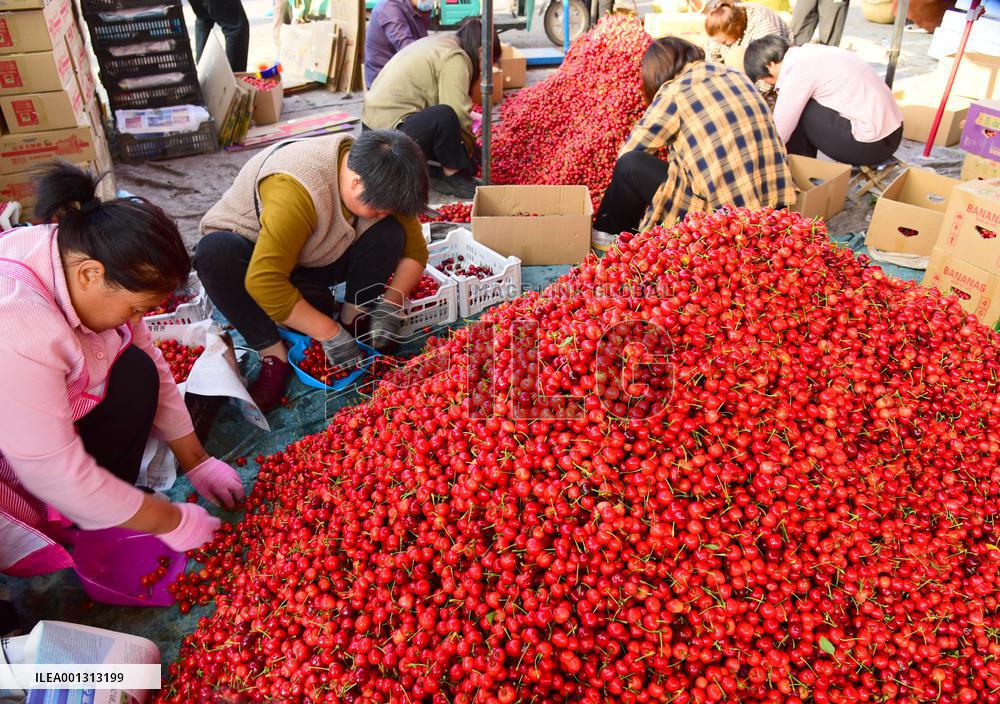 Rural Employment In China