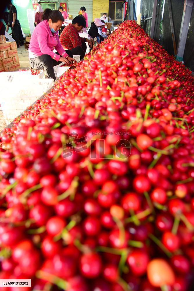 Rural Employment In China