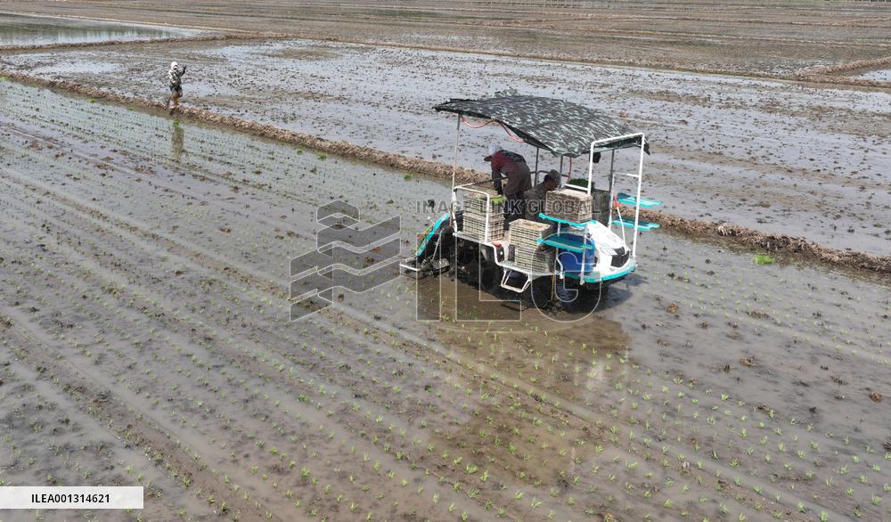 CHINA-HEBEI-RICE-FARMING (CN)