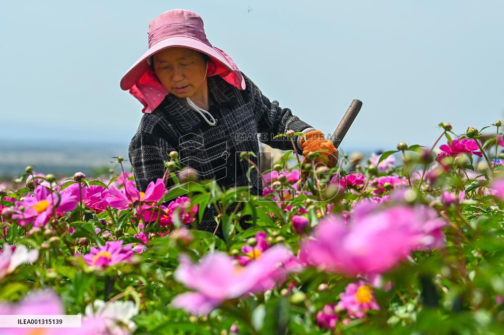 CHINA-XINJIANG-ILI-FLOWERS-TOURISM (CN)