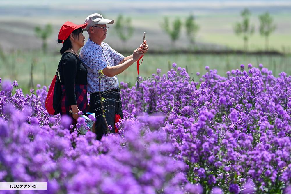 CHINA-XINJIANG-ILI-FLOWERS-TOURISM (CN)