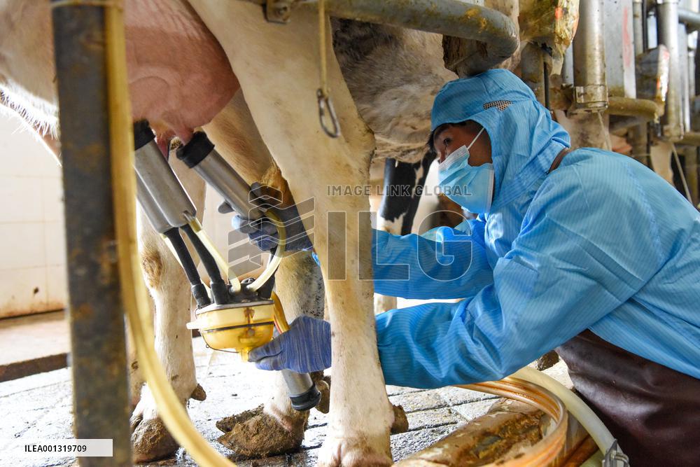 CHINA-XINJIANG-ILI-DAIRY INDUSTRY (CN)