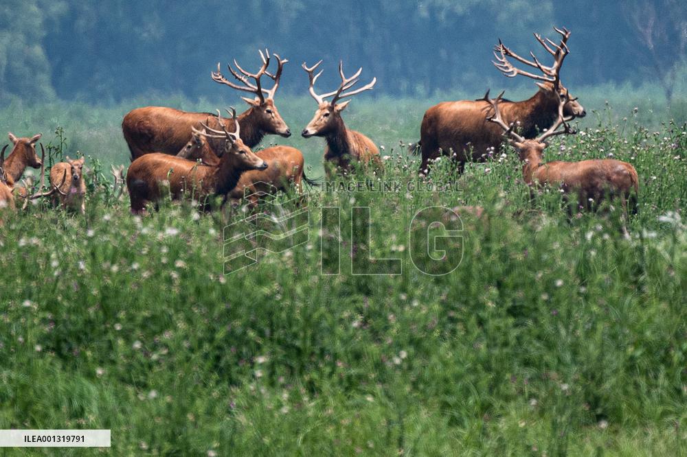 CHINA-HUBEI-SHISHOU-MILU DEER-CONSERVATION (CN)