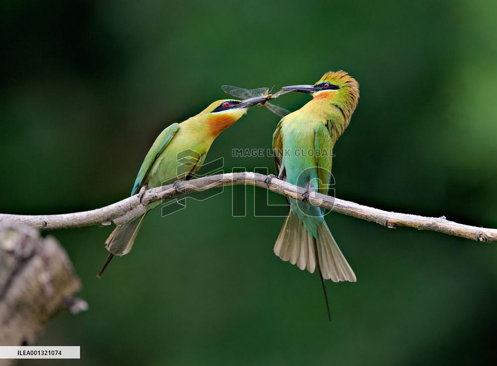 CHINA-FUJIAN-XIAMEN-MEROPS PHILIPPINUS (CN)