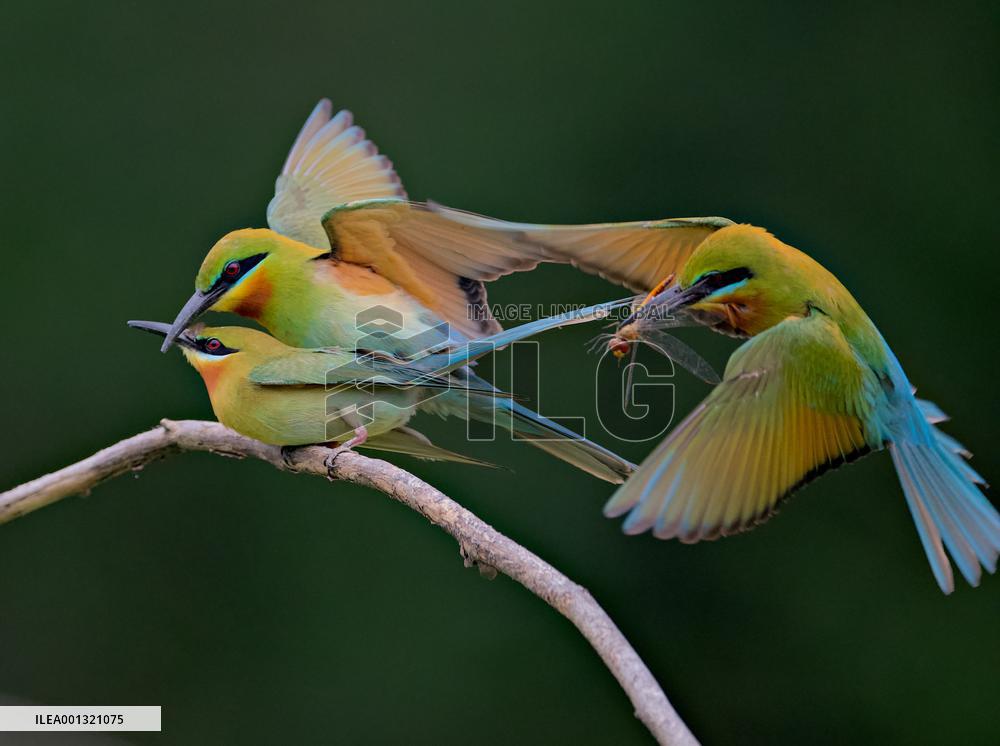 CHINA-FUJIAN-XIAMEN-MEROPS PHILIPPINUS (CN)