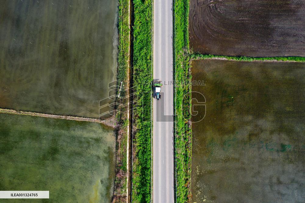 NORTH MACEDONIA-KOCANI-PADDY FIELD