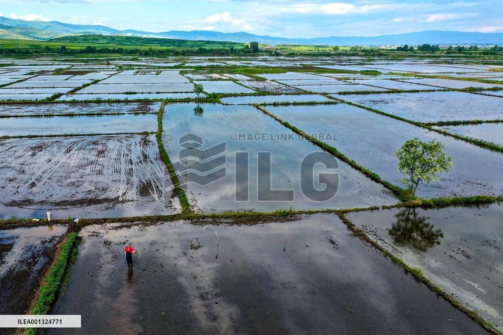 NORTH MACEDONIA-KOCANI-PADDY FIELD