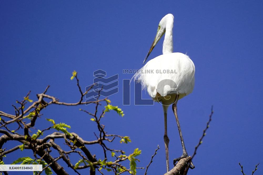 The Great Egret - Ajmer