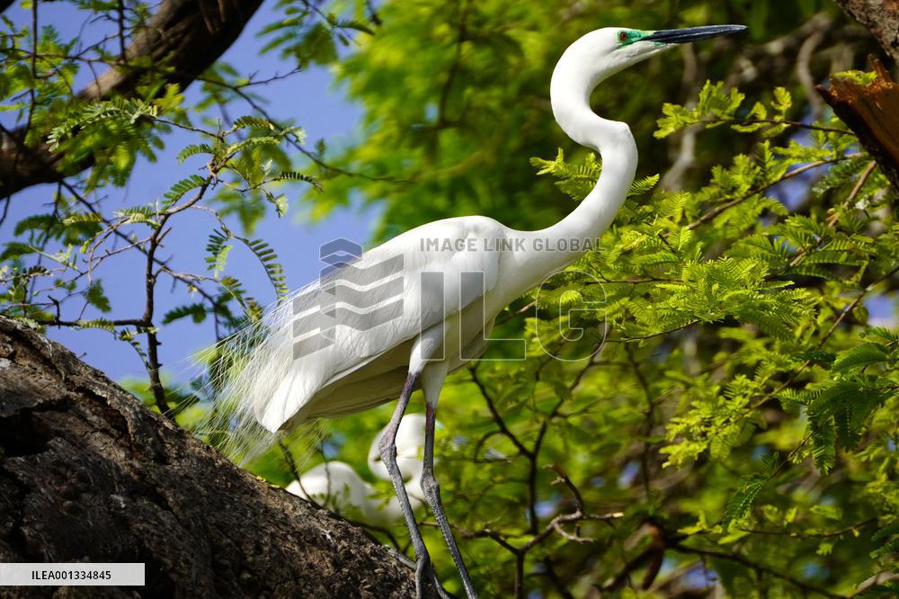 The Great Egret - Ajmer