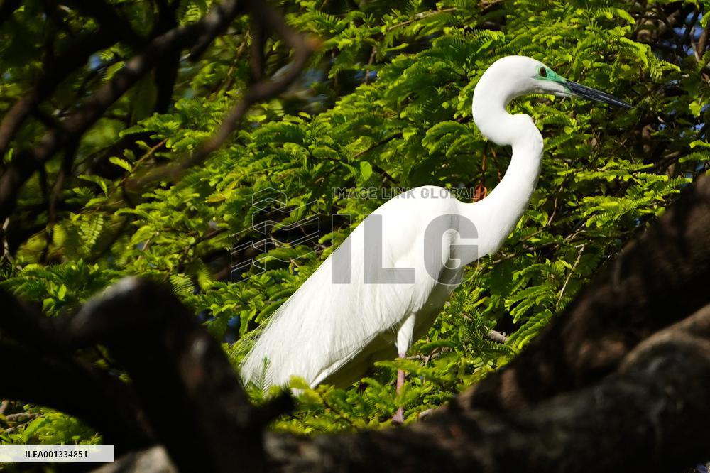 The Great Egret - Ajmer