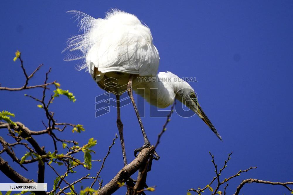 The Great Egret - Ajmer