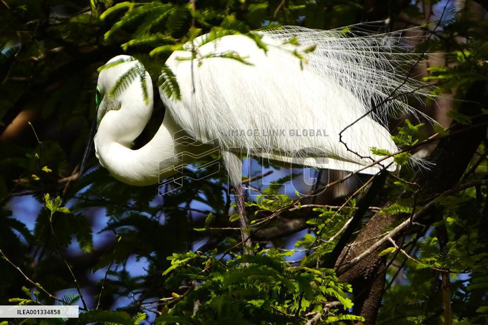 The Great Egret - Ajmer