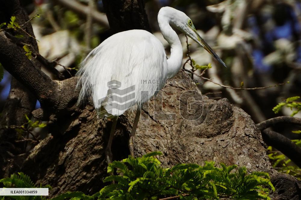 The Great Egret - Ajmer