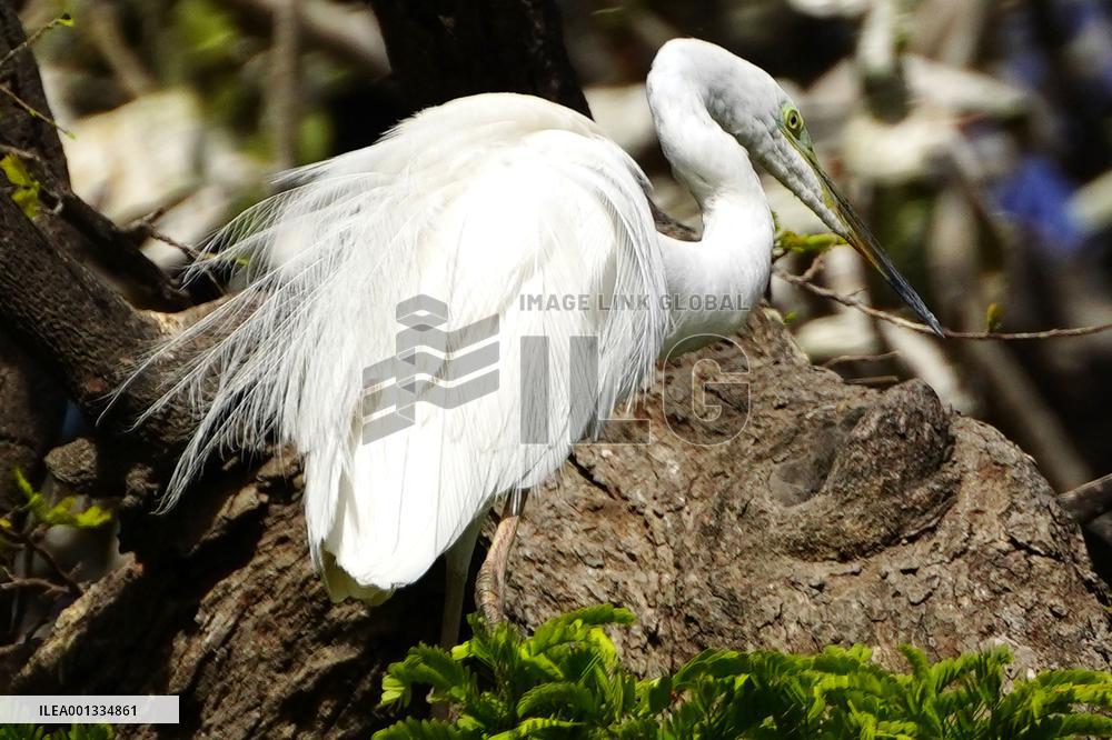 The Great Egret - Ajmer