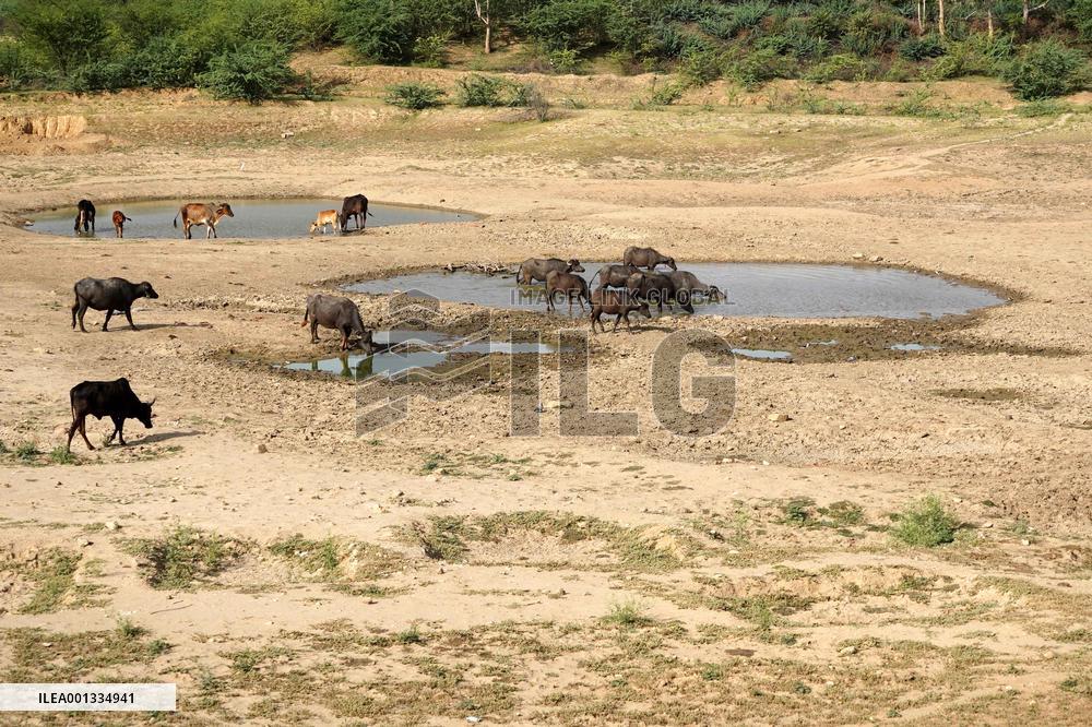 Indian Buffaloes - Ajmer
