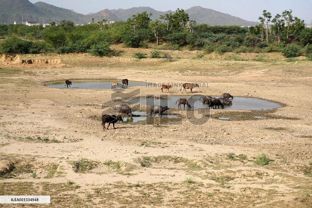 Indian Buffaloes - Ajmer