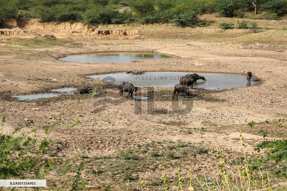 Indian Buffaloes - Ajmer