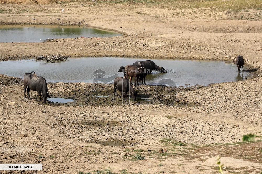 Indian Buffaloes - Ajmer