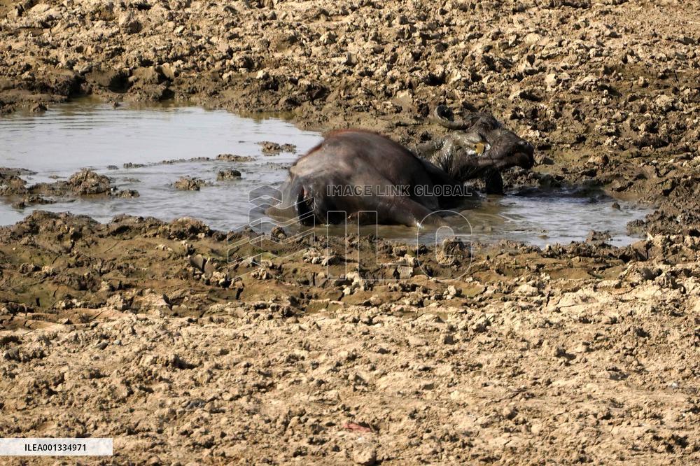 Indian Buffaloes - Ajmer