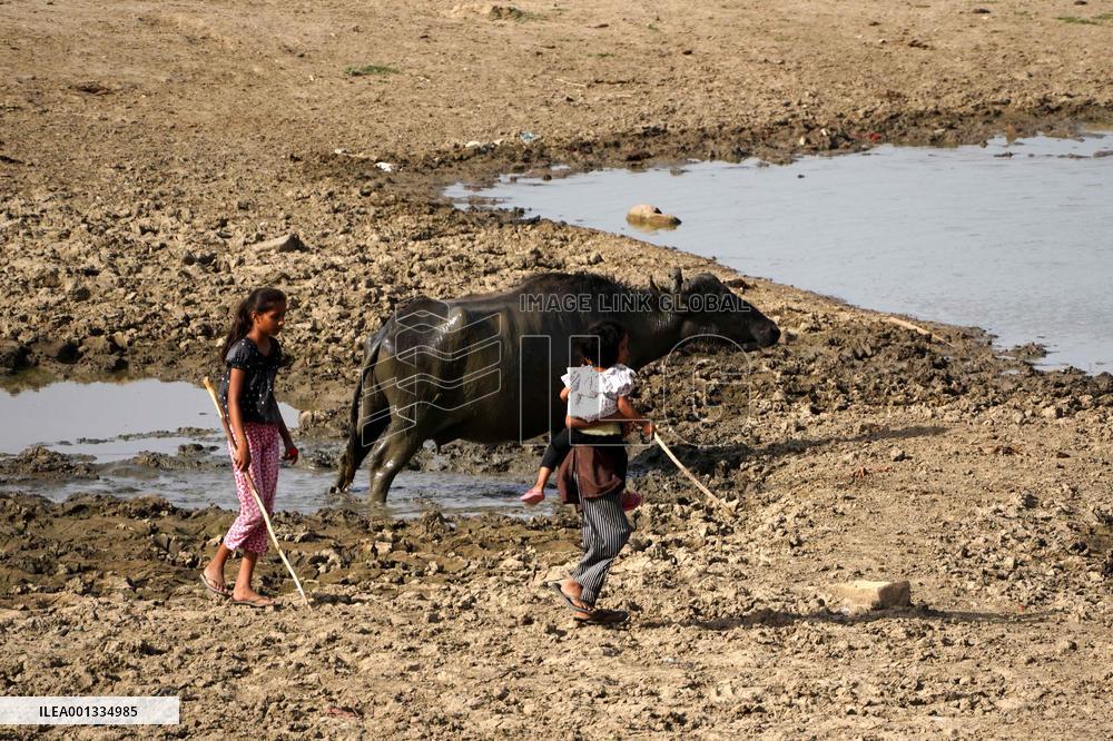 Indian Buffaloes - Ajmer