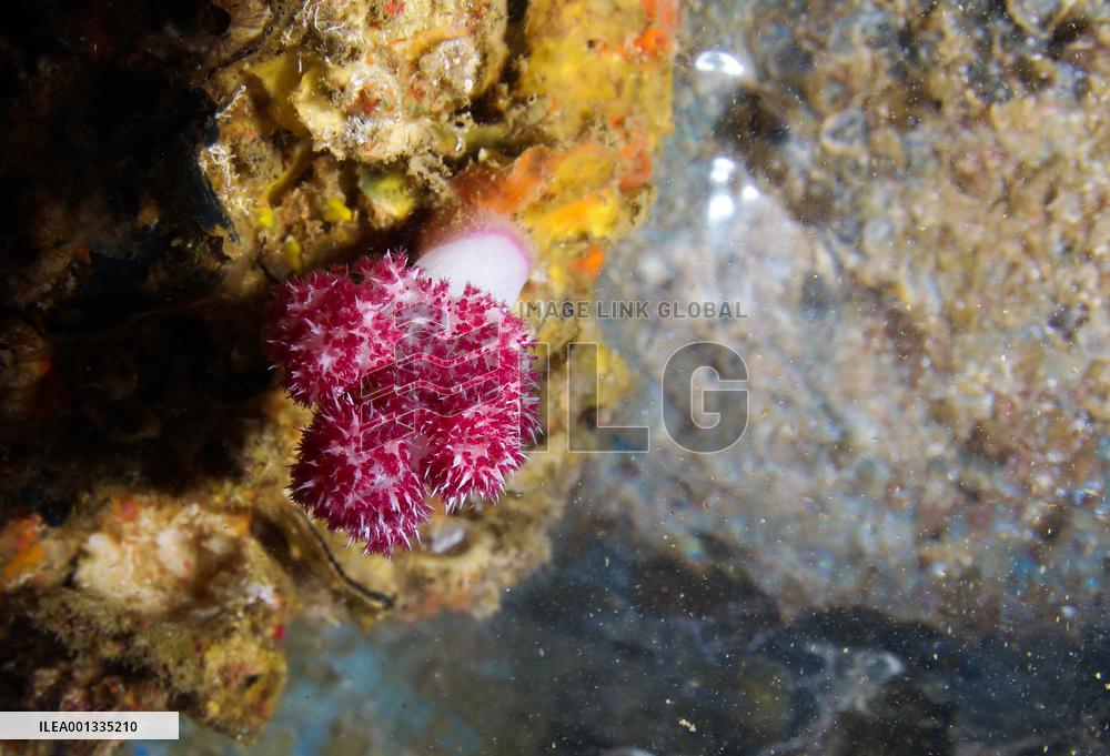 CHINA-HAINAN-SANYA-MARINE RANCH-CREATURES (CN)