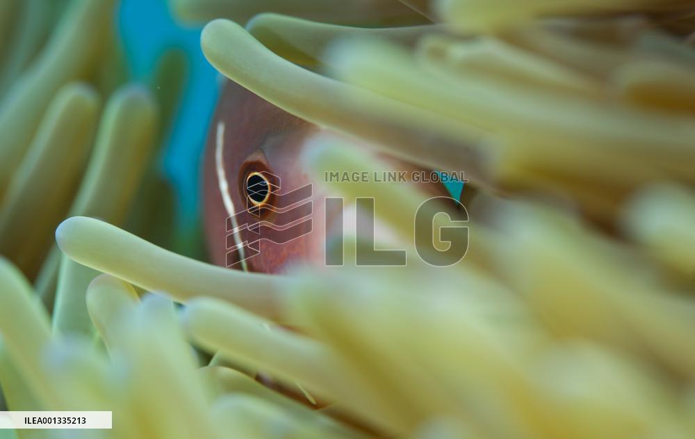 CHINA-HAINAN-SANYA-MARINE RANCH-CREATURES (CN)