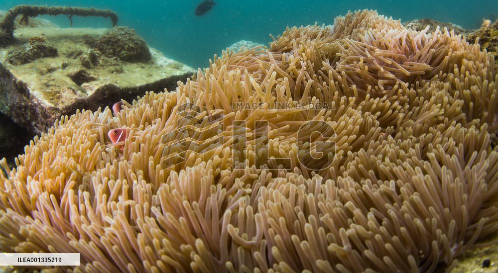 CHINA-HAINAN-SANYA-MARINE RANCH-CREATURES (CN)