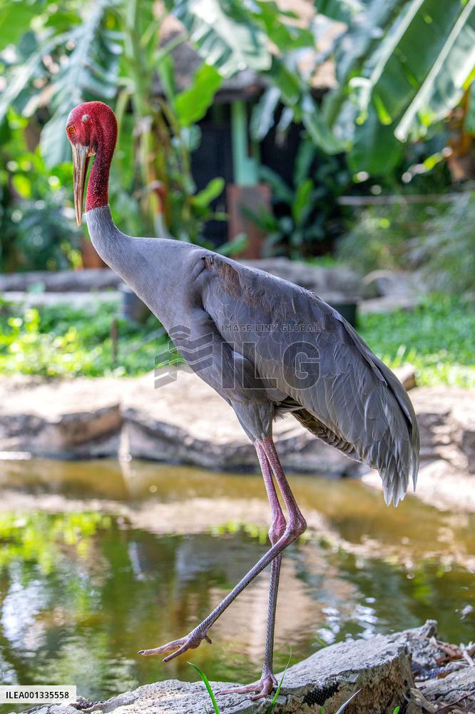 THAILAND-NAKHON RATCHASIMA-SARUS CRANES-PROTECTION