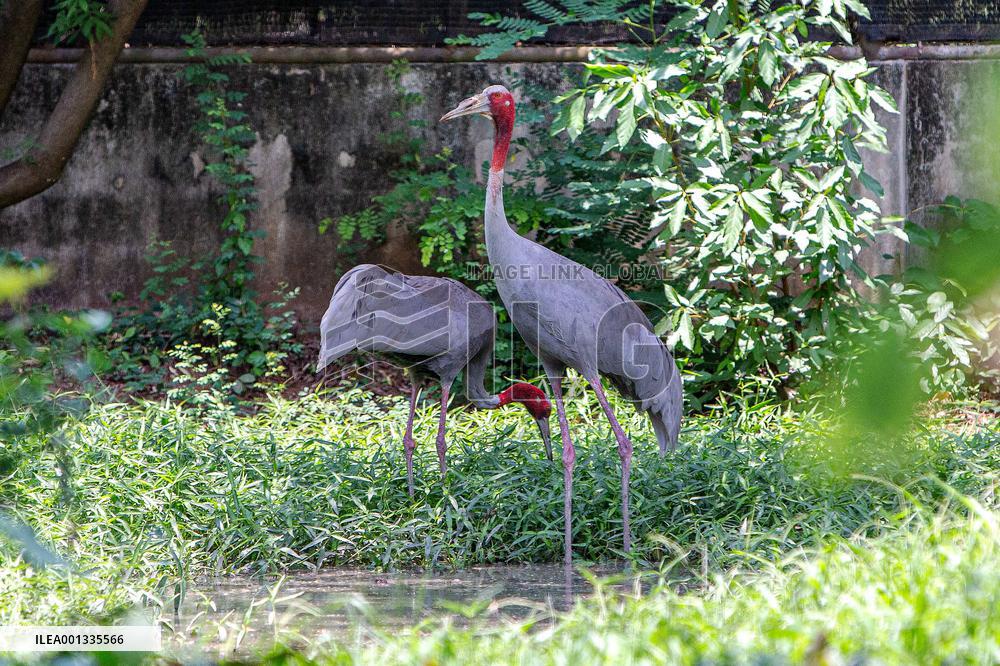 THAILAND-NAKHON RATCHASIMA-SARUS CRANES-PROTECTION