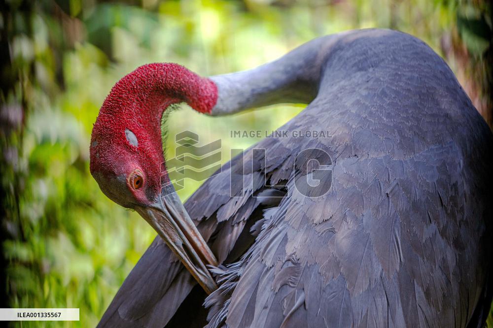 THAILAND-NAKHON RATCHASIMA-SARUS CRANES-PROTECTION