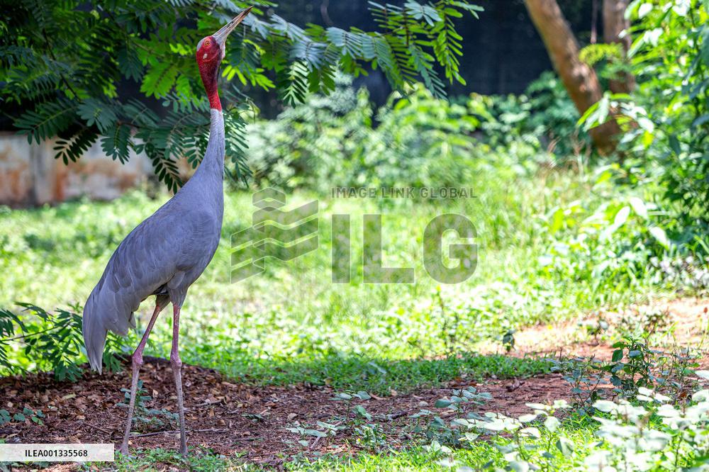 THAILAND-NAKHON RATCHASIMA-SARUS CRANES-PROTECTION