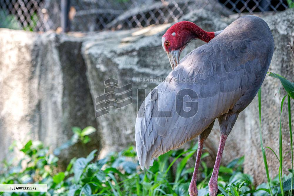 THAILAND-NAKHON RATCHASIMA-SARUS CRANES-PROTECTION