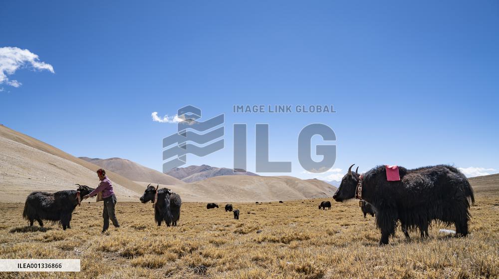 (InTibet)CHINA-TIBET-MT. QOMOLANGMA-HERDSMAN (CN)